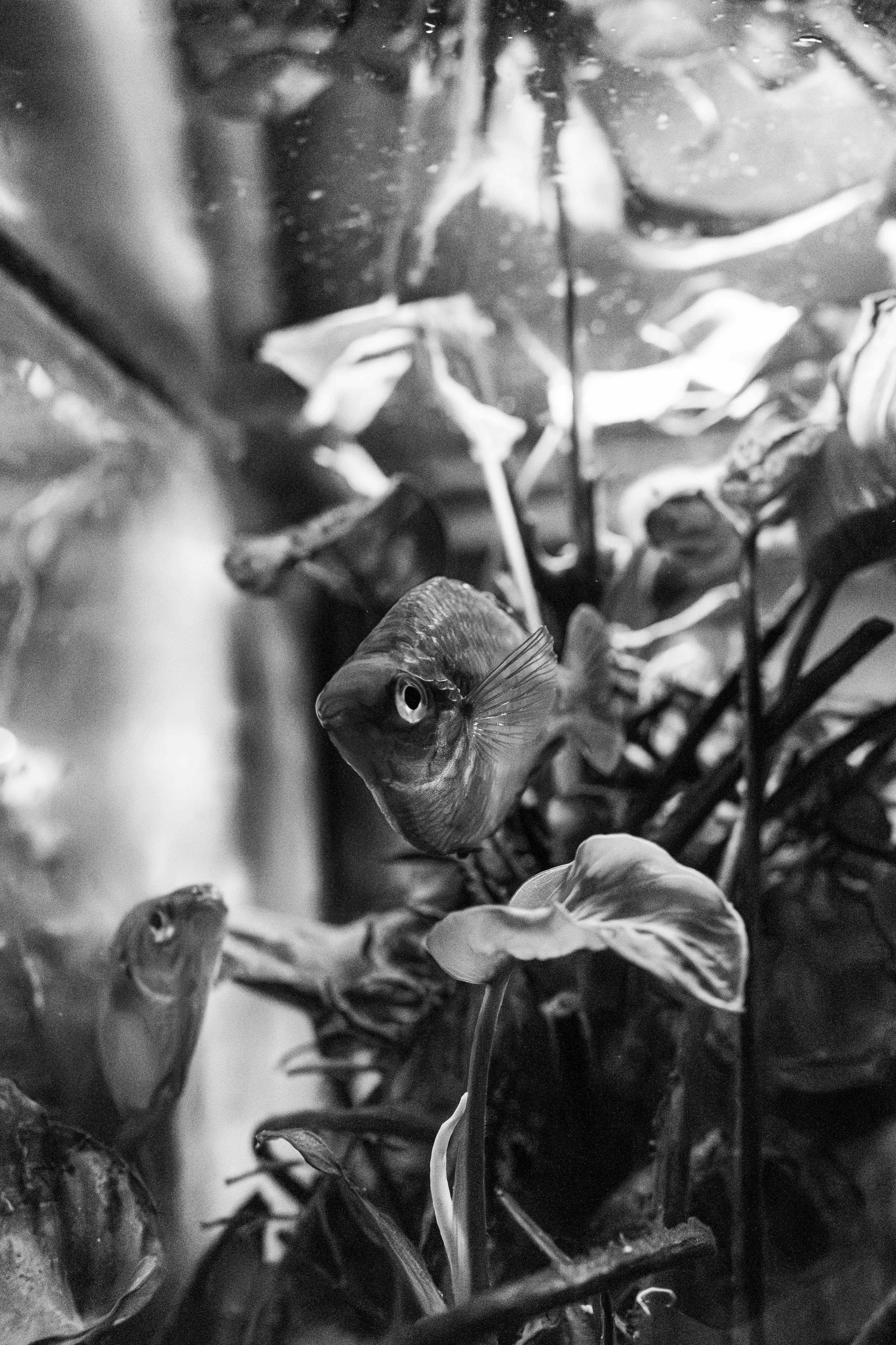Aquarium with tropical fish adding to the relaxing atmosphere